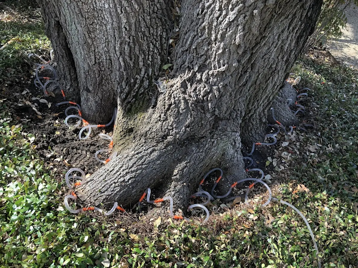 Detailed Shrub and Hedge Trimming job site in Lamont