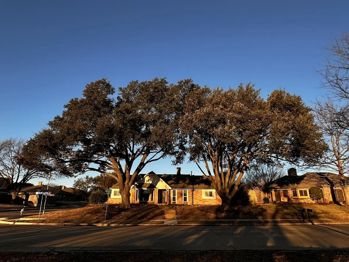 Established residential canopy tree shading a home in Lamont